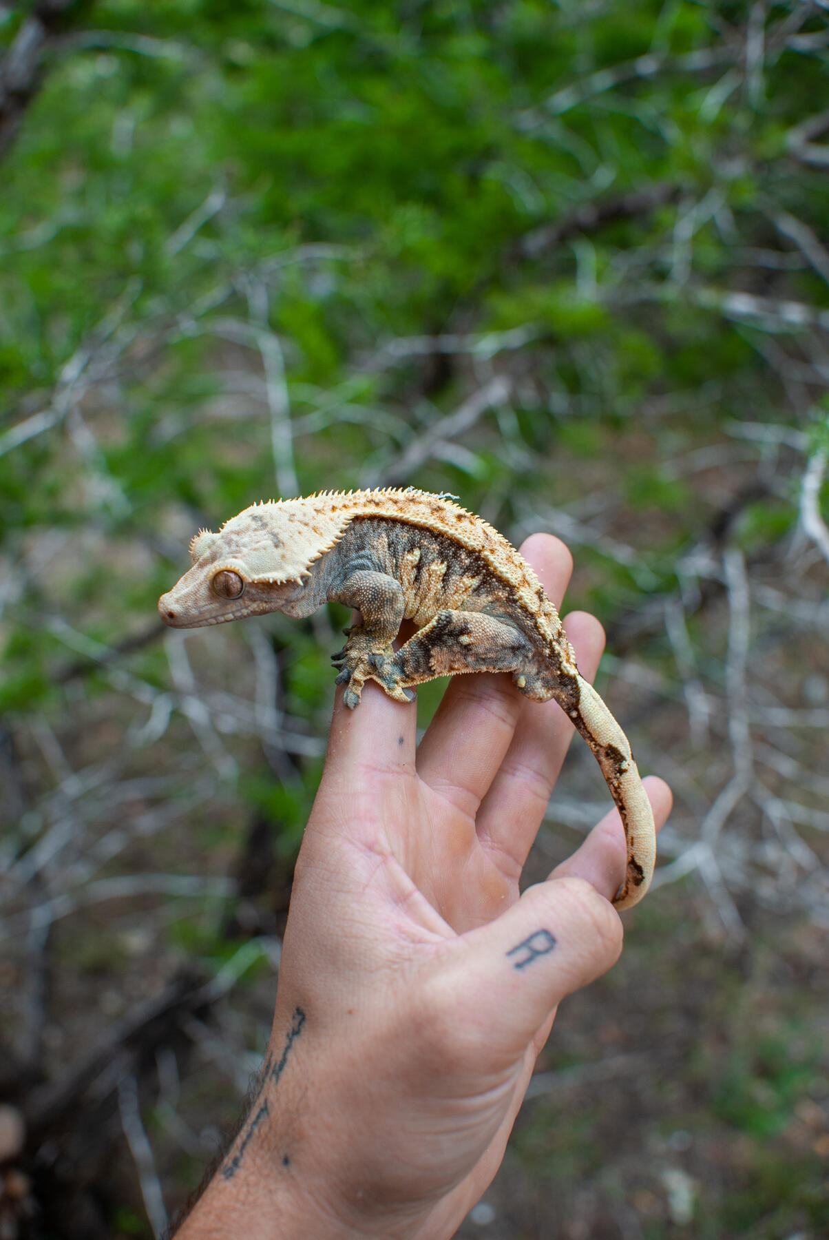 Big Boi