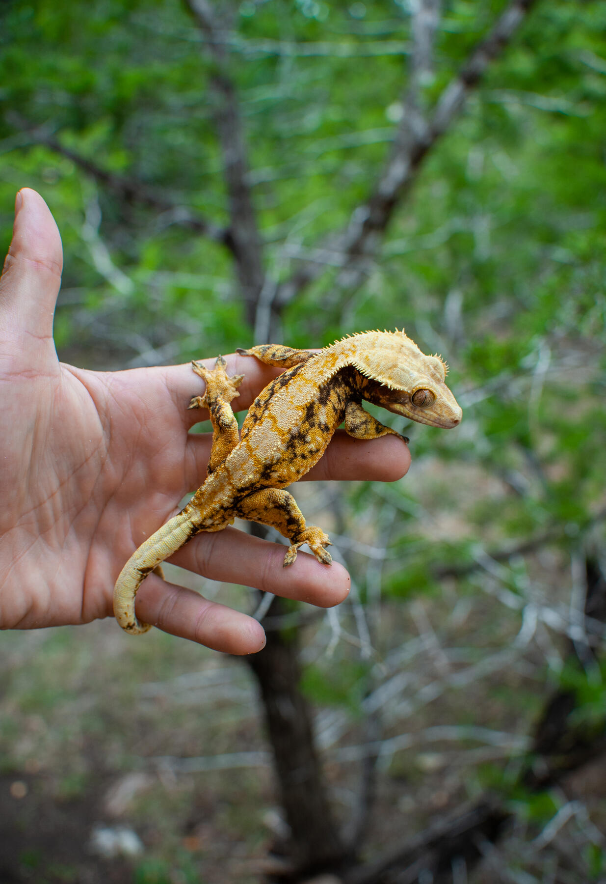 FCG