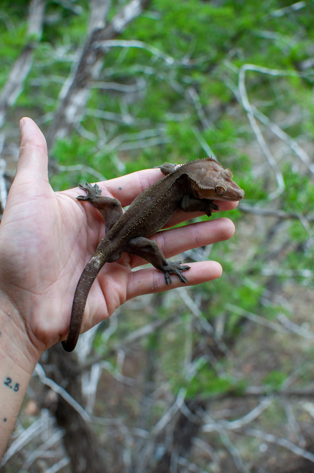 Axanthic